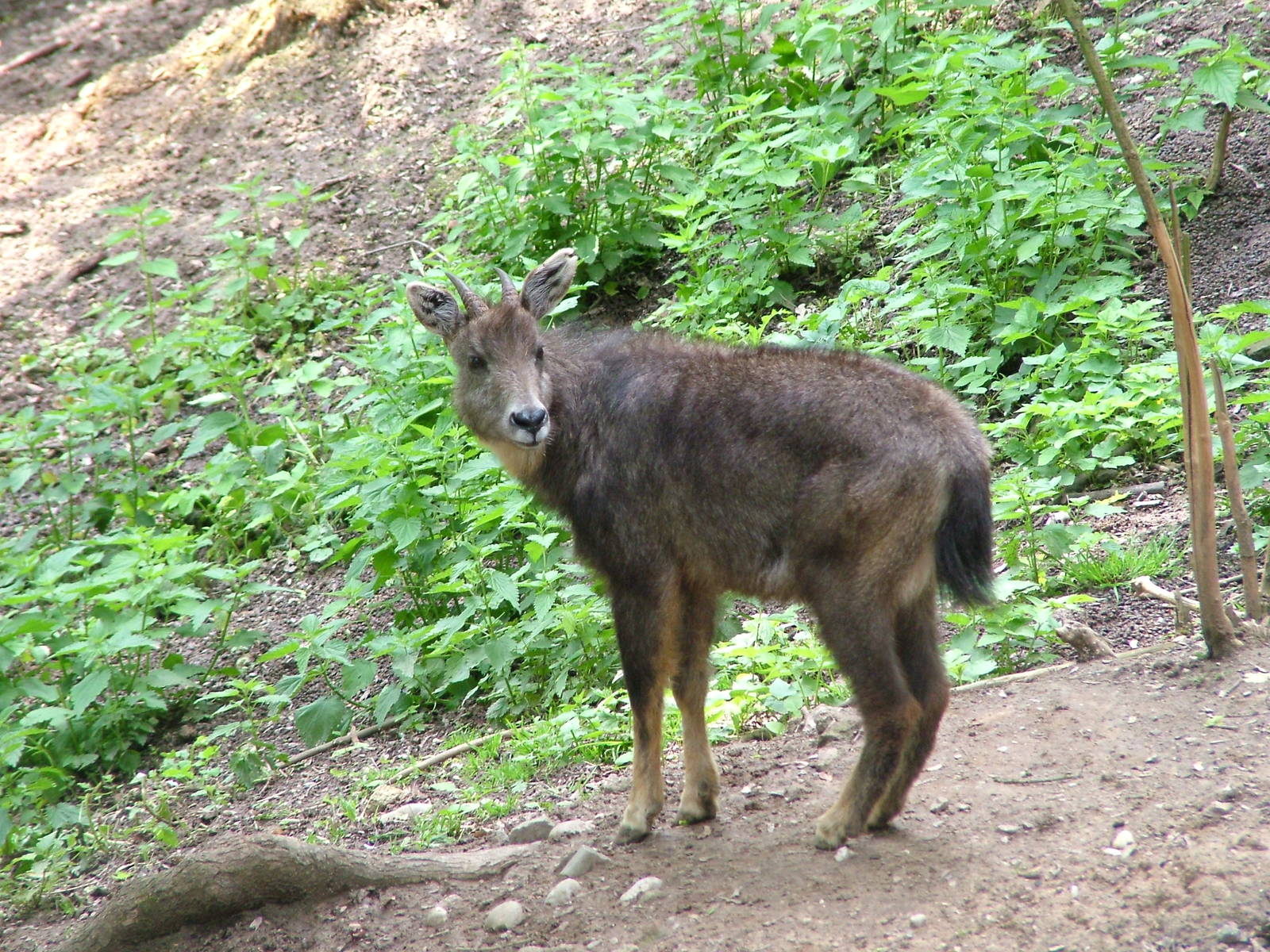 Central Chinese Goral at Plzen, 25/05/10