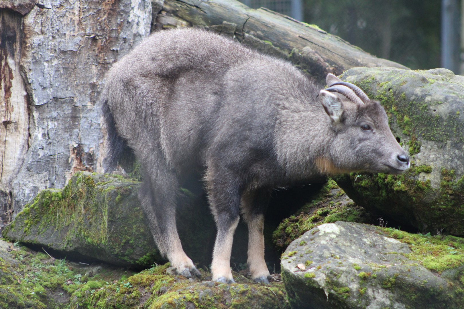 Central Chinese Goral (N. g. arnouxianus)