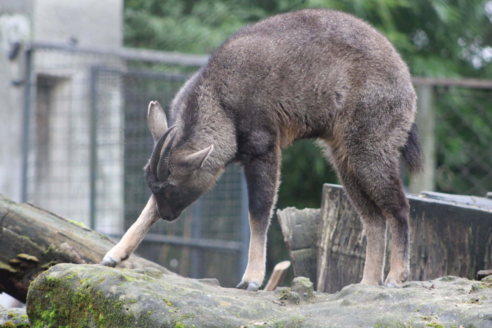 Central Chinese Goral (N. g. arnouxianus)