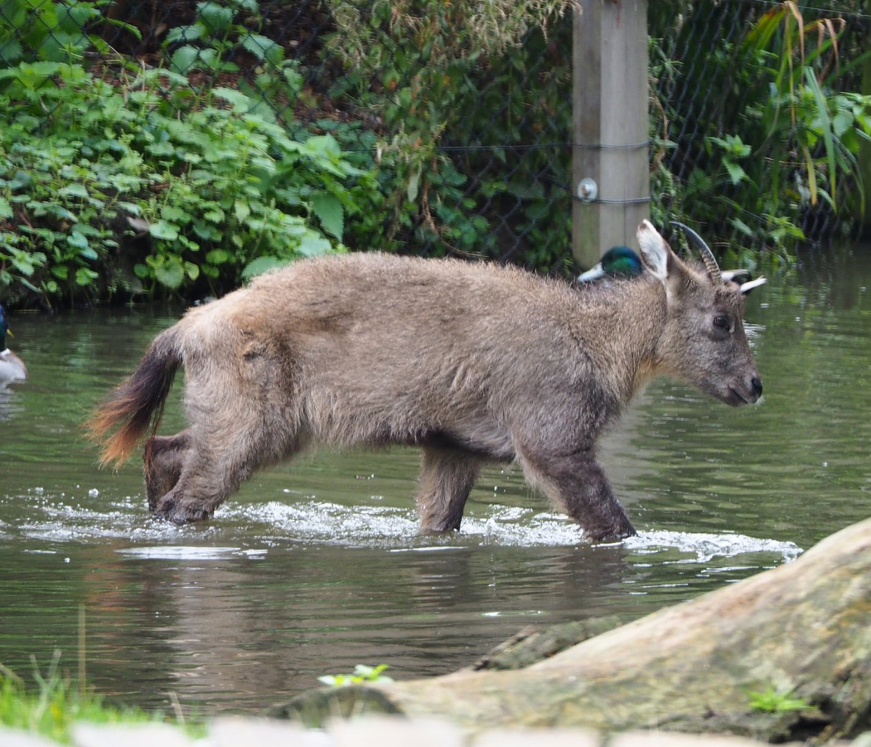 Central Chinese goral (Naemorhedus griseus arnouxianus), 2019-10-05