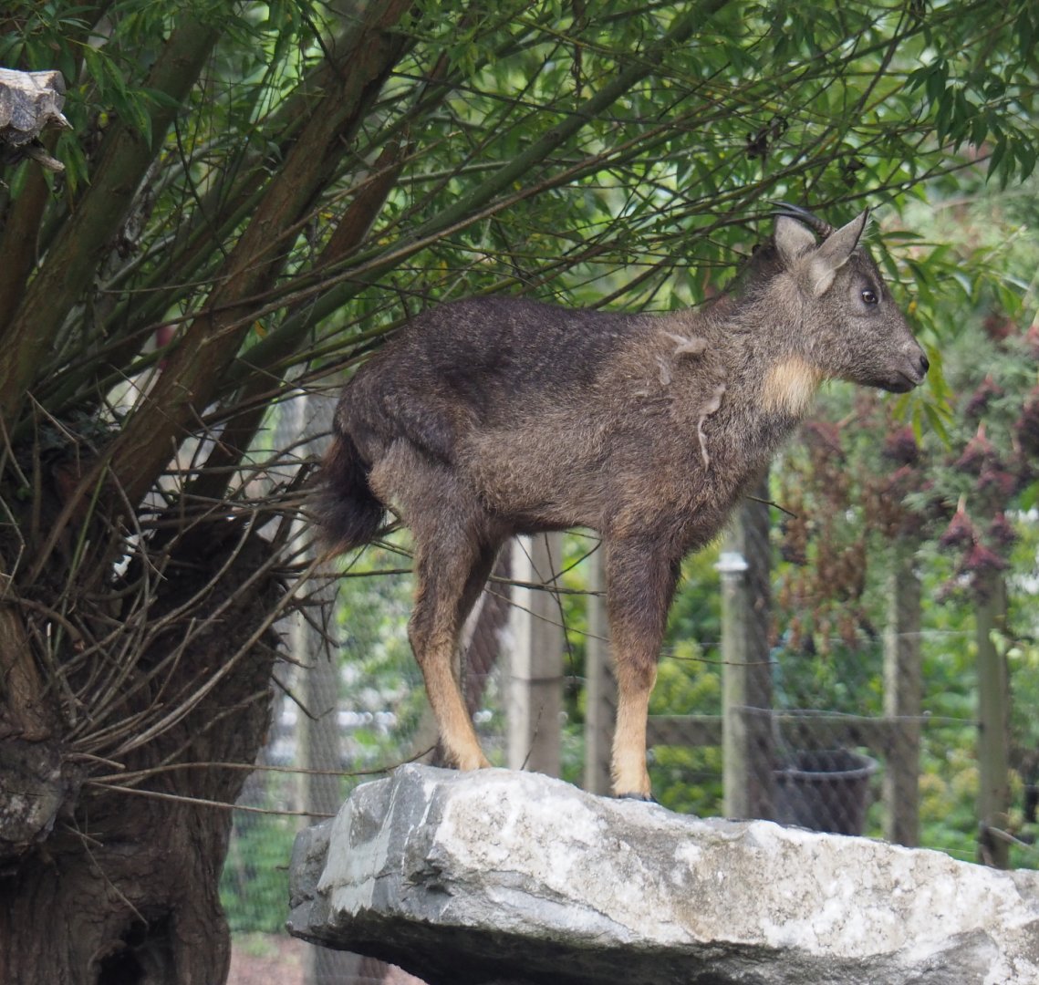 Central Chinese goral (Naemorhedus griseus arnouxianus), 2020-09-03