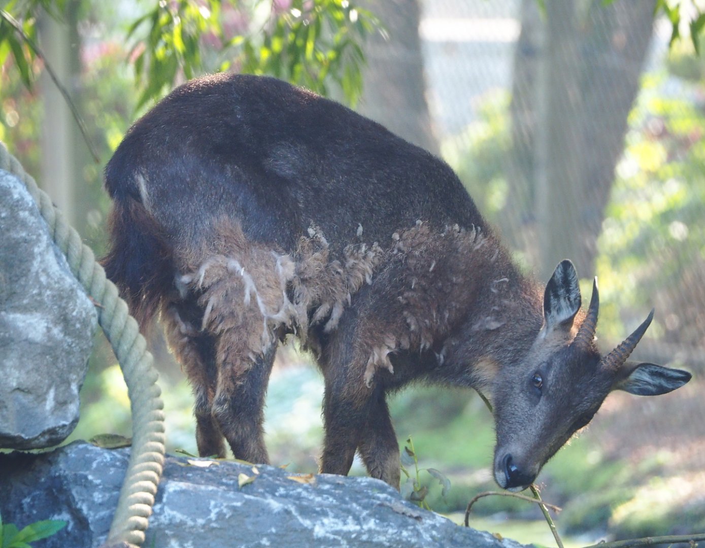 Central Chinese goral (Naemorhedus griseus arnouxianus), 2021-09-03