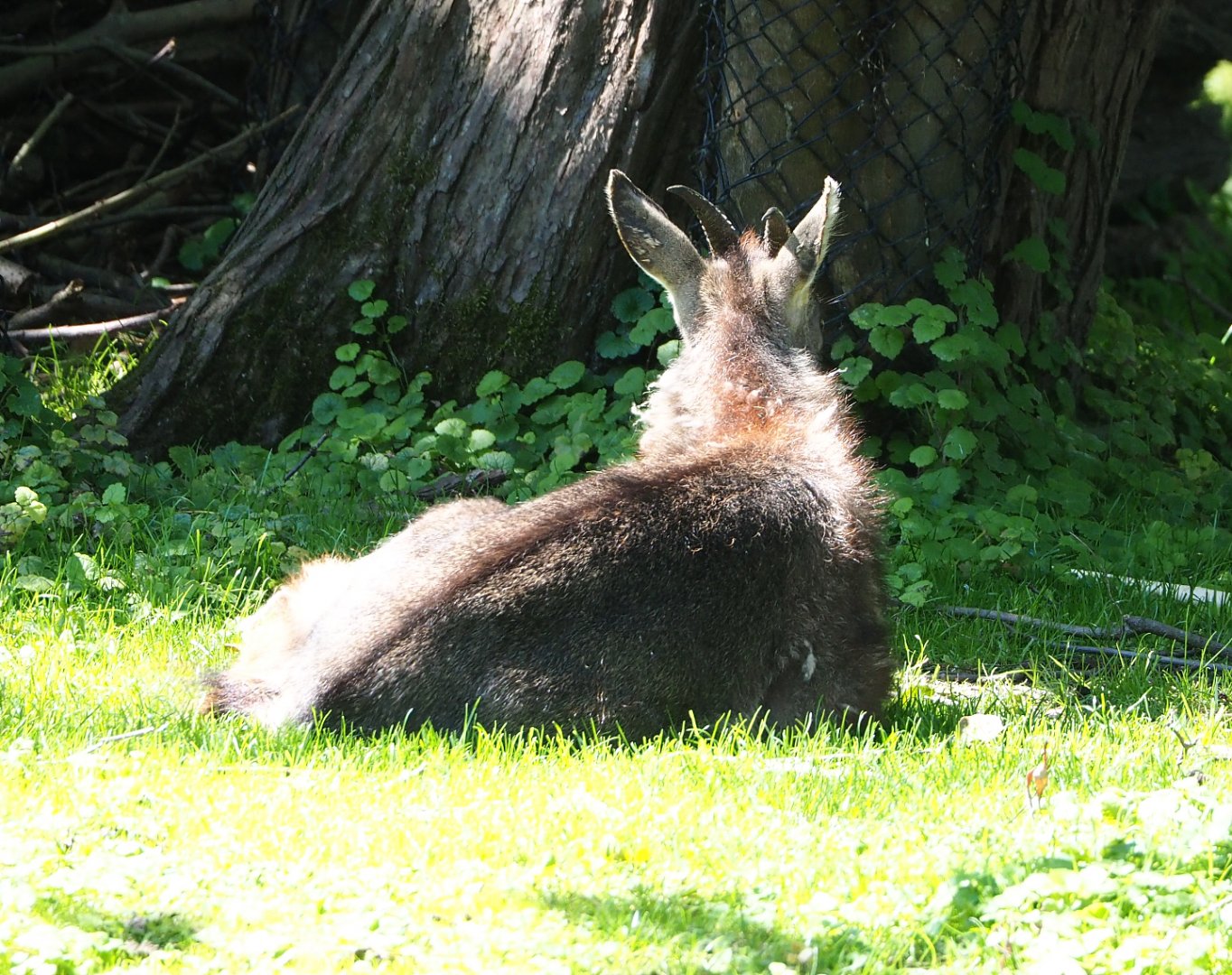 Central Chinese goral (Naemorhedus griseus arnouxianus), 2022-06-28