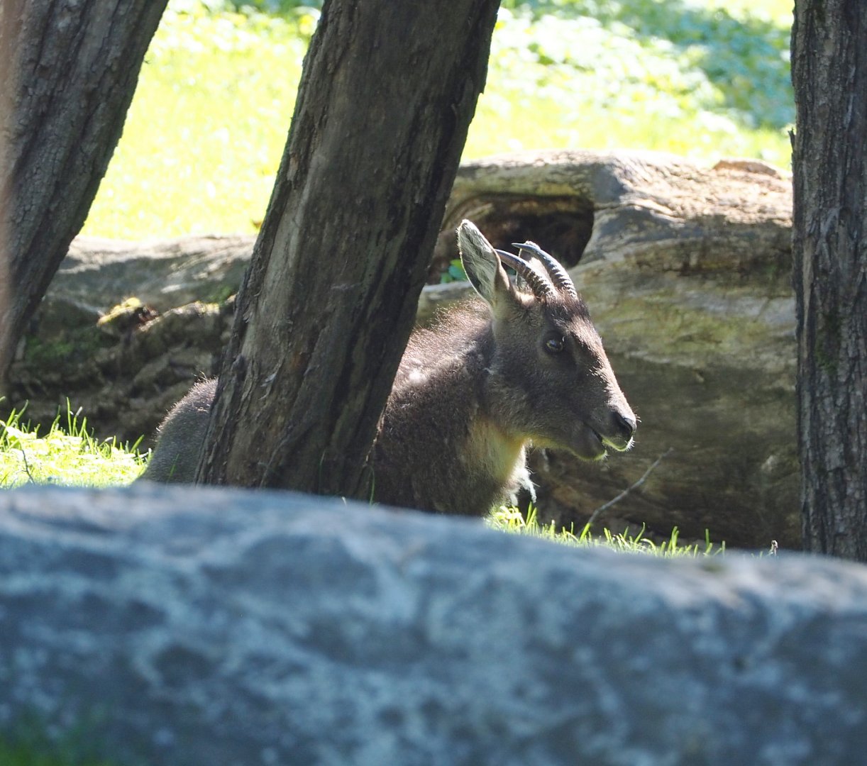 Central Chinese goral (Naemorhedus griseus arnouxianus), 2022-06-28