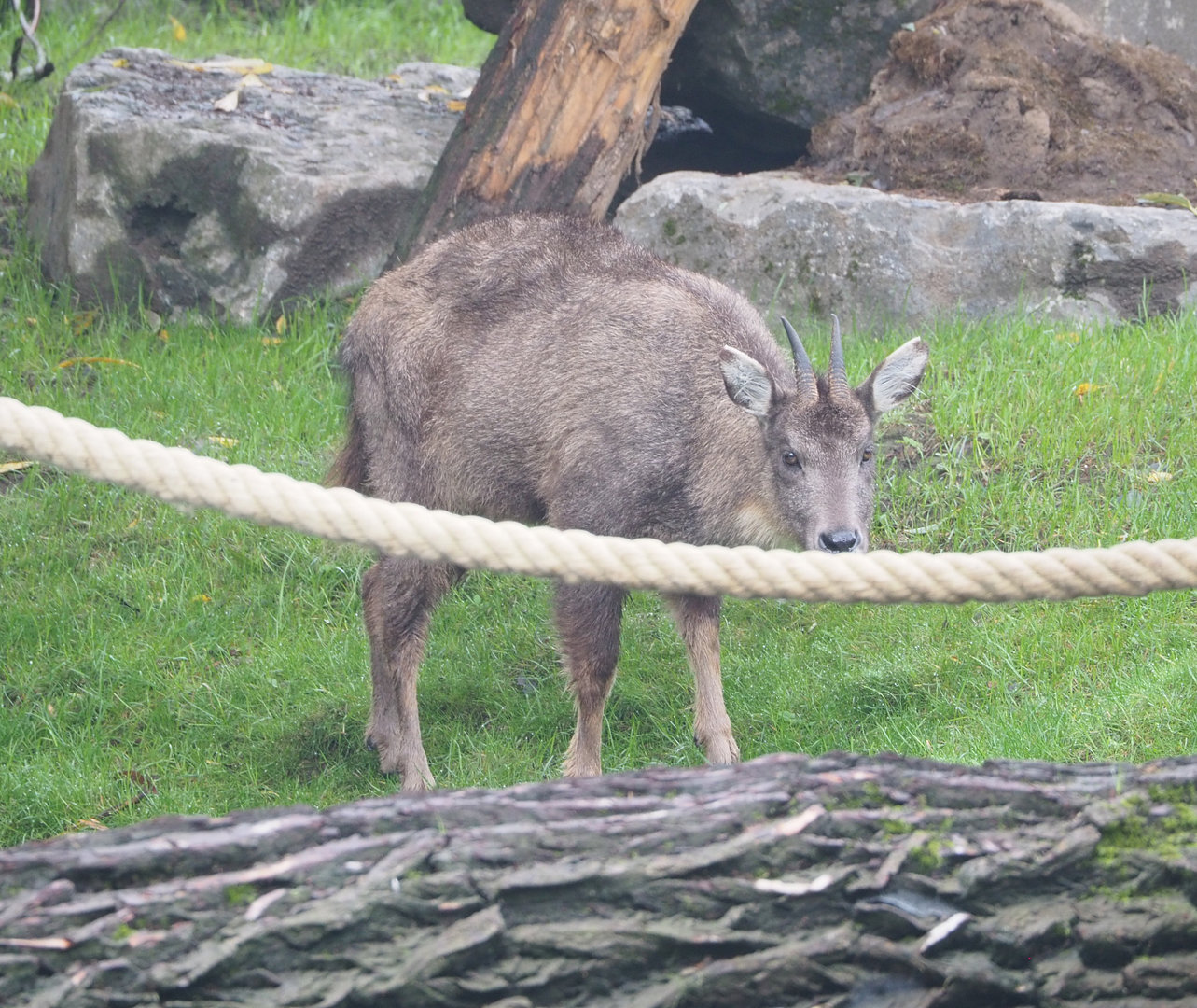 Central Chinese goral (Naemorhedus griseus arnouxianus), 2022-09-15