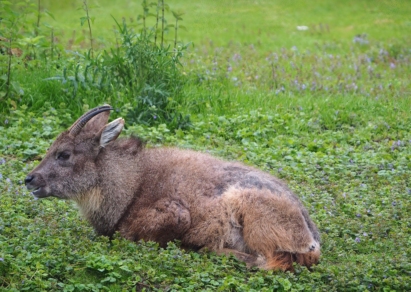 Central Chinese goral (Naemorhedus griseus arnouxianus), 2023-05-15
