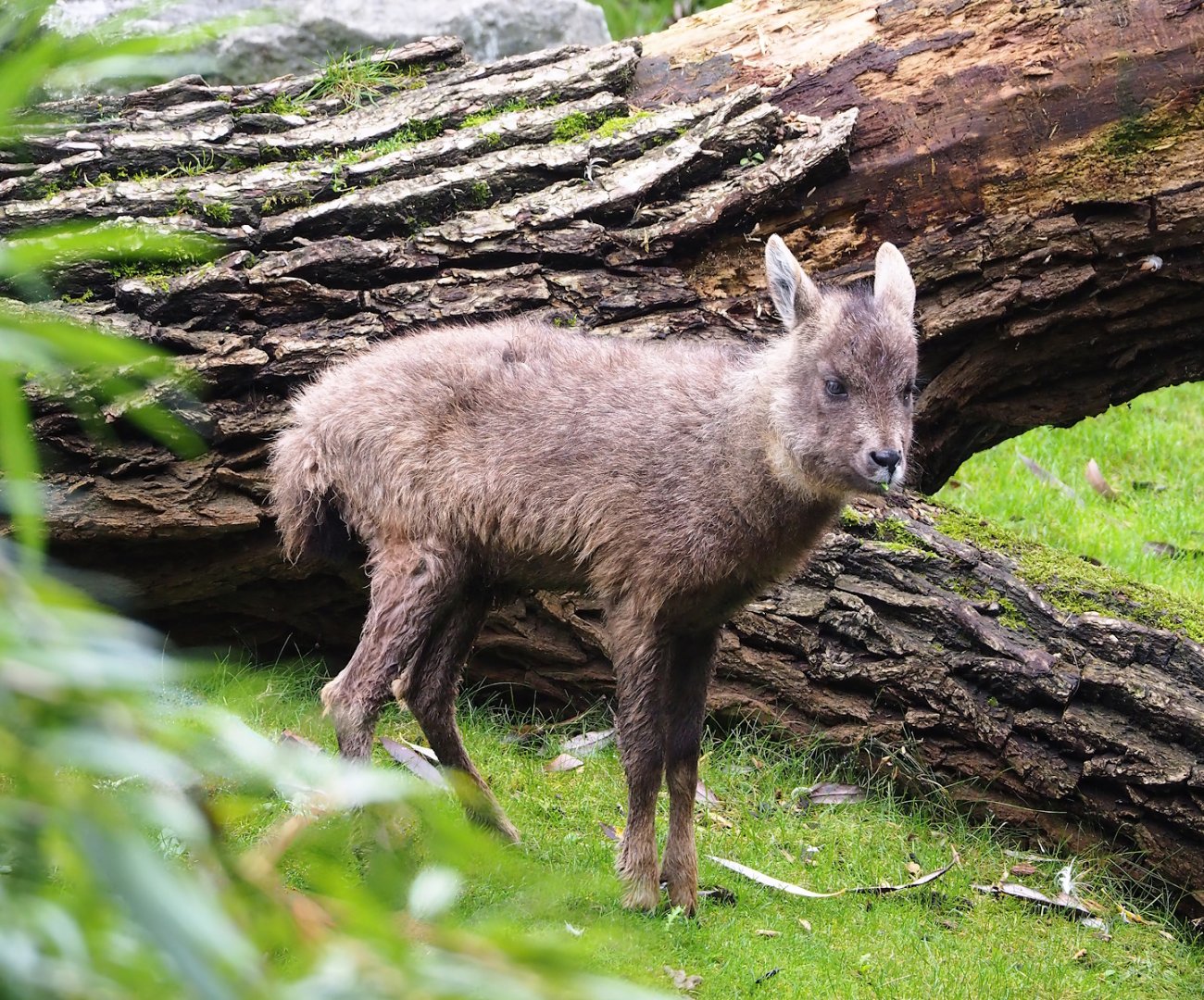 Central Chinese goral (Naemorhedus griseus arnouxianus), 2023-10-13