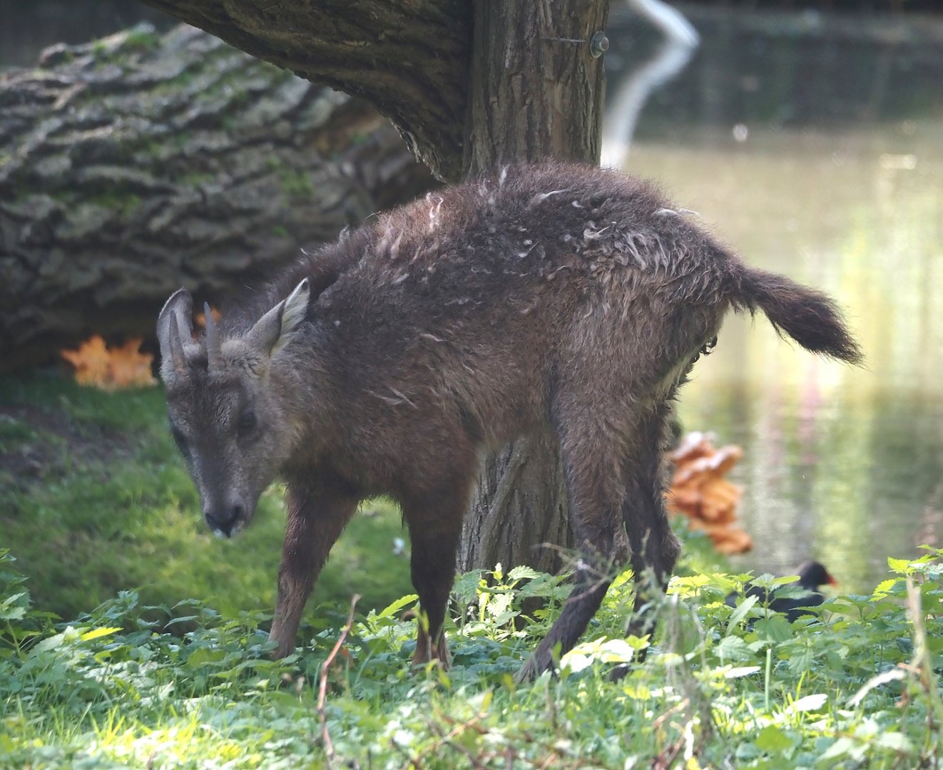 Central Chinese goral (Naemorhedus griseus arnouxianus), 2024-09-17
