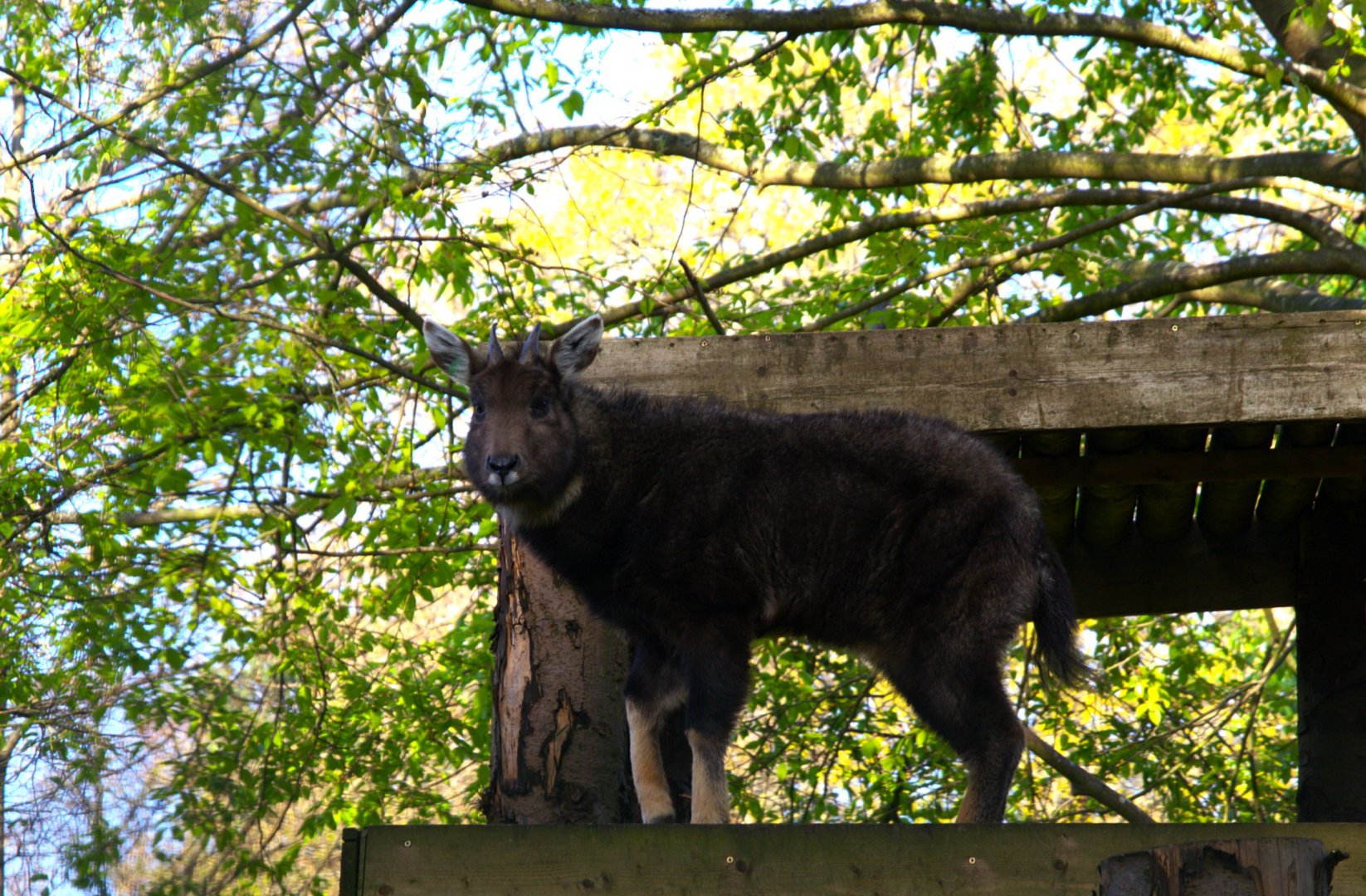 Central Chinese Goral (Naemorhedus griseus arnouxianus), 2025-04-09