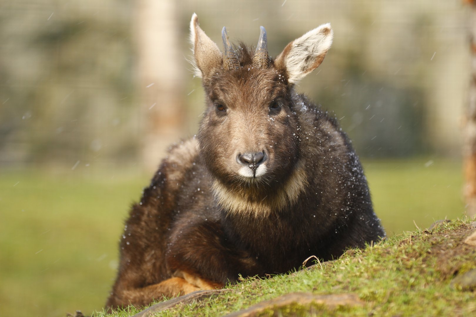 Central Chinese goral (Naemorhedus griseus arnouxianus)
