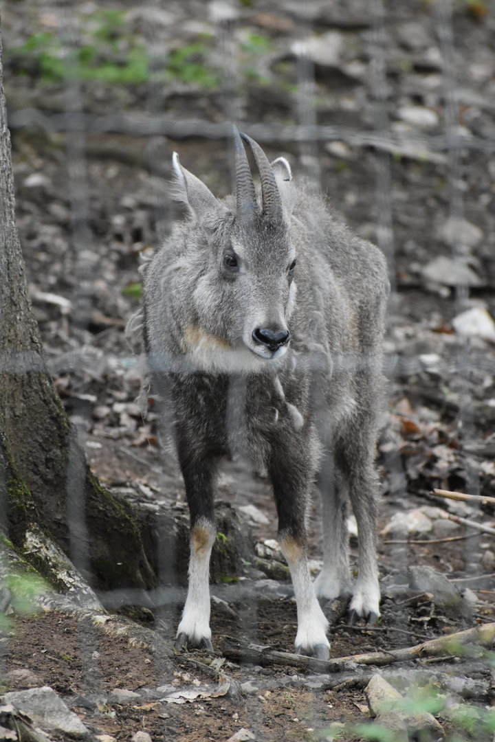 Central Chinese goral - Naemorhedus griseus arnouxianus