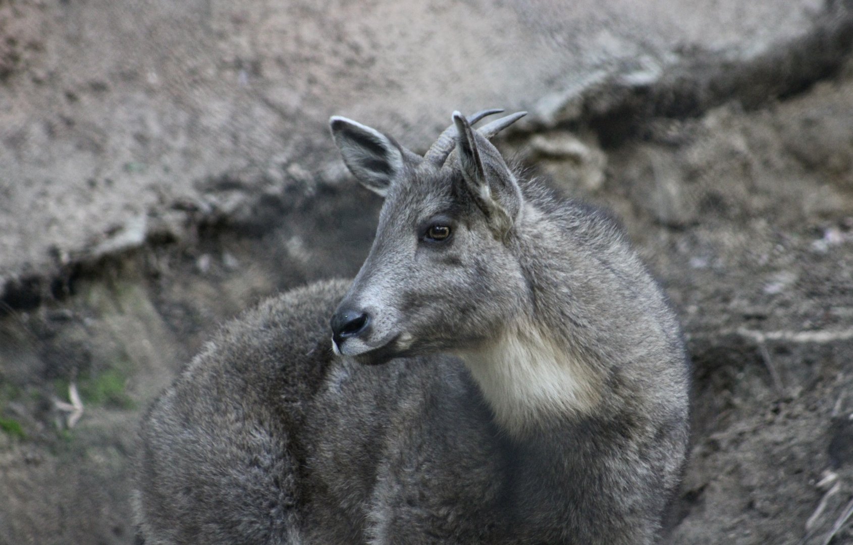 Central Chinese Goral (Naemorhedus griseus arnouxianus)