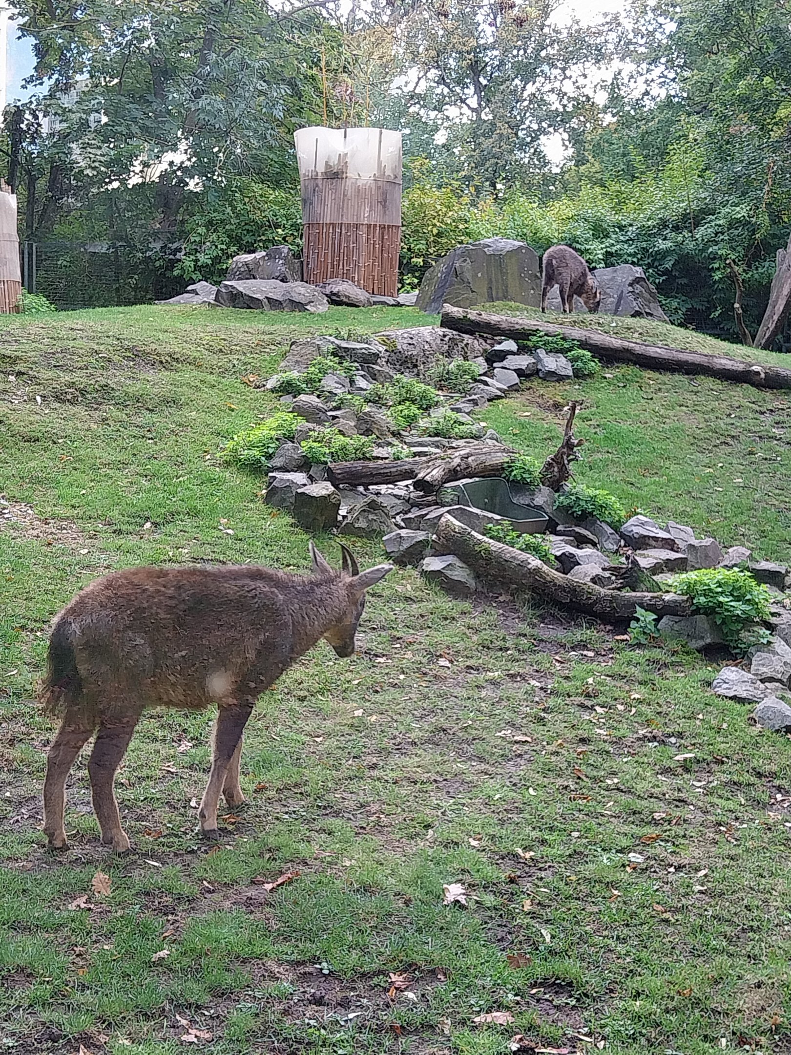 Central Chinese Goral (Naemorhedus griseus arnouxianus)