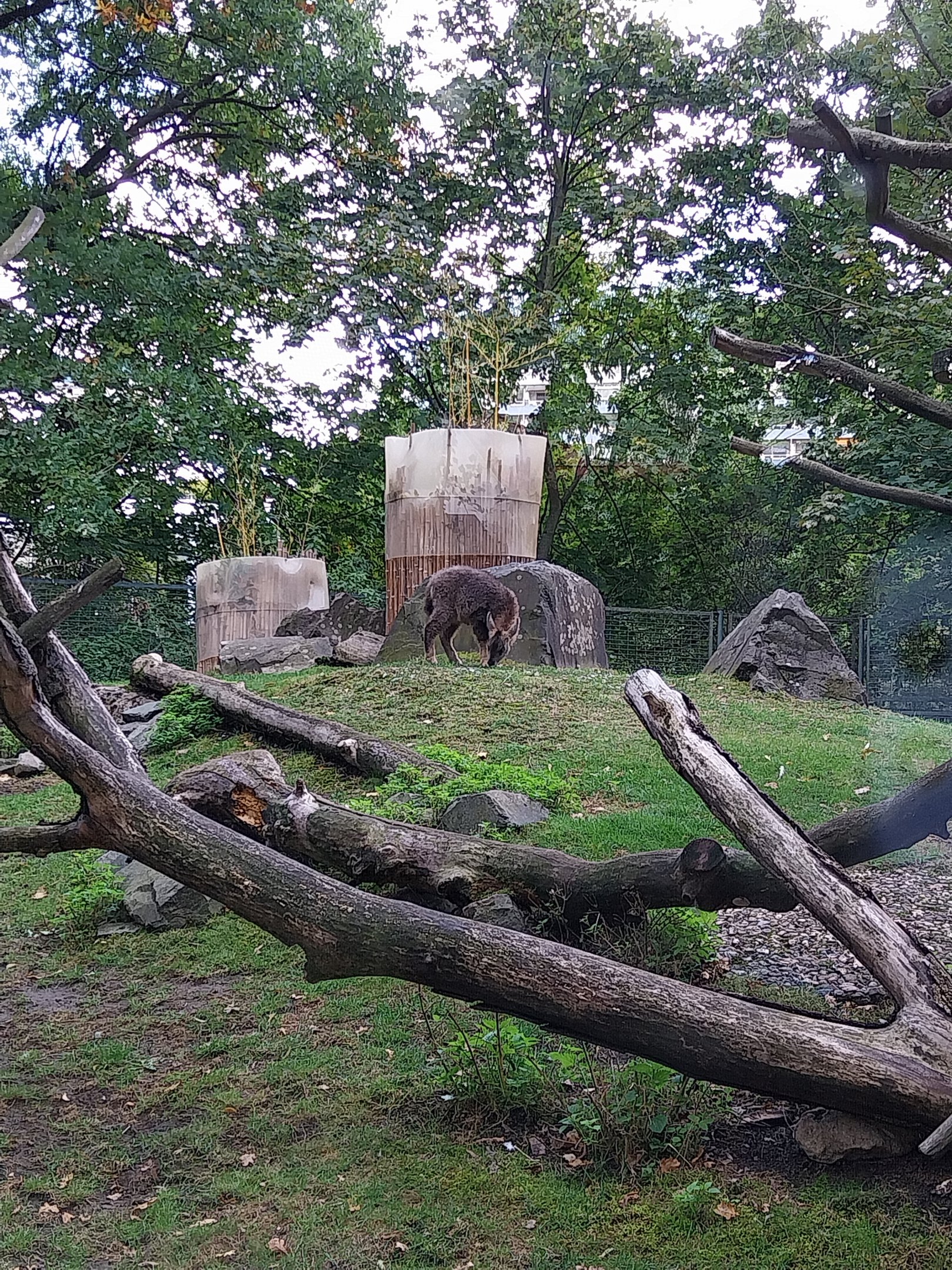 Central Chinese Goral (Naemorhedus griseus arnouxianus)