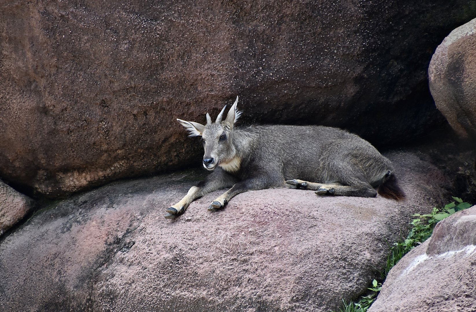 Central Chinese Goral (Naemorhedus griseus arnouxianus)
