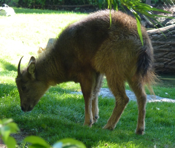 Central Chinese goral (Naemorhedus griseus ssp. arnouxianus)