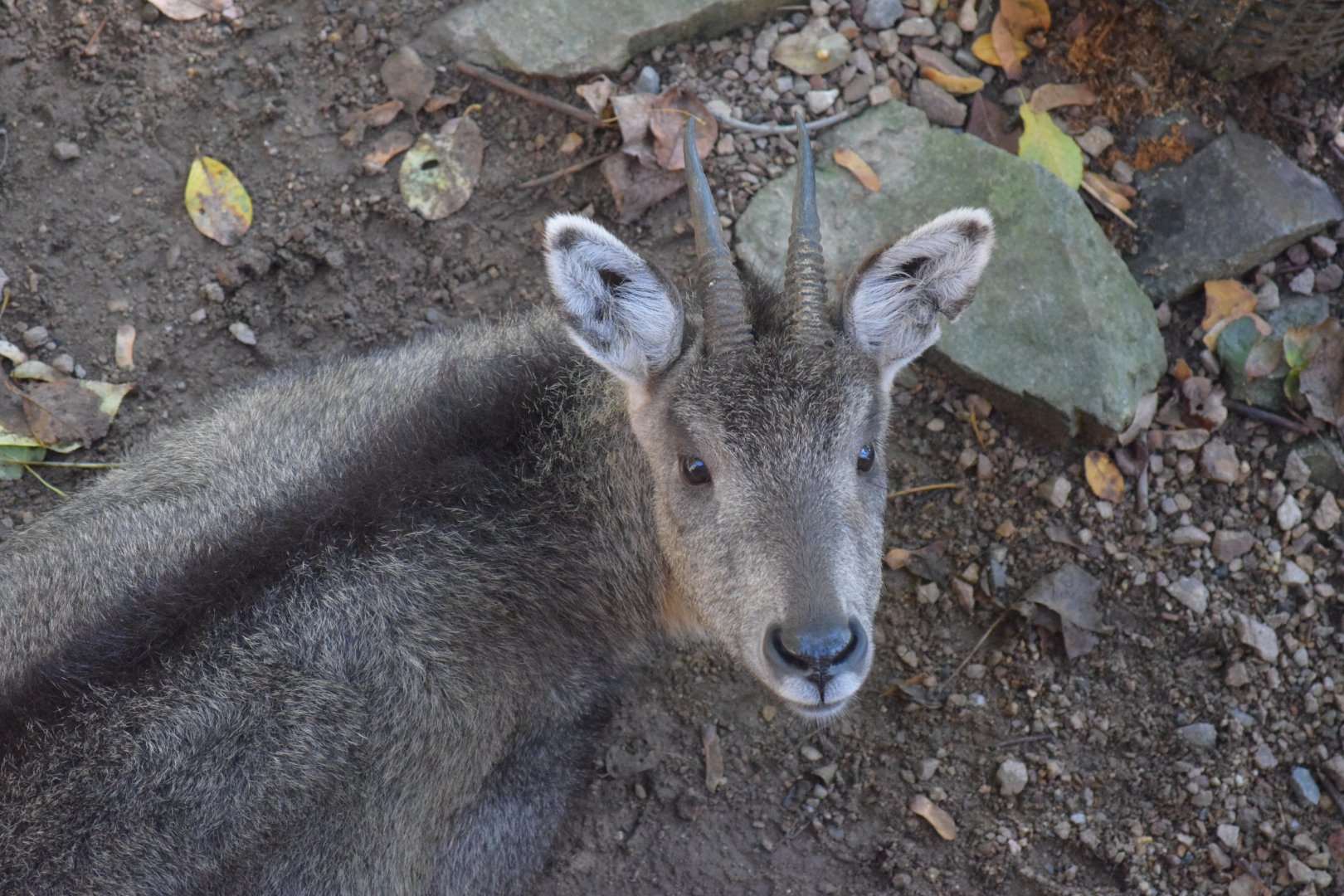 Central Chinese goral - October 2020
