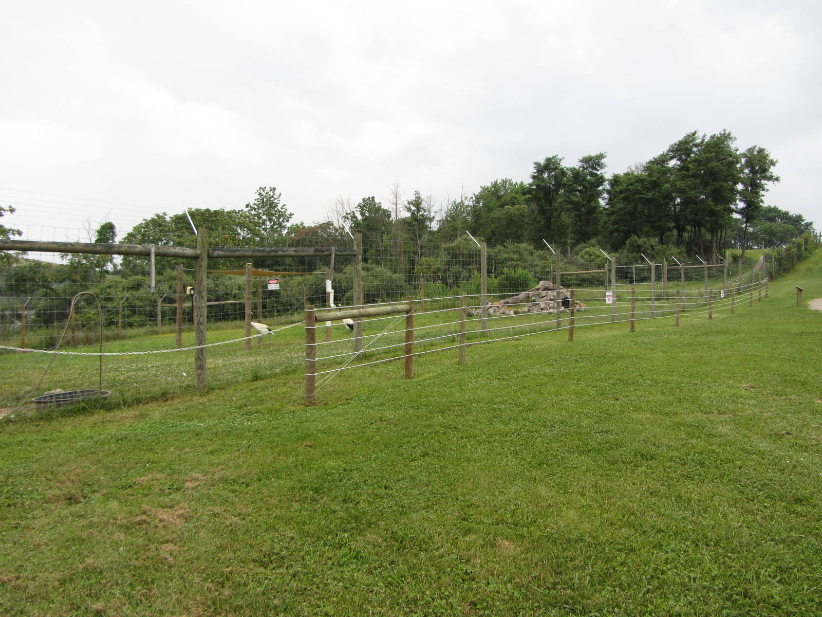 Central Chinese Goral / Red-crowned Crane Yard
