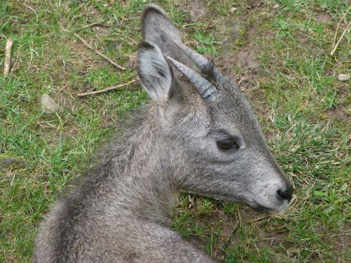 Central Chinese goral -Zoo Plzeň (2025)