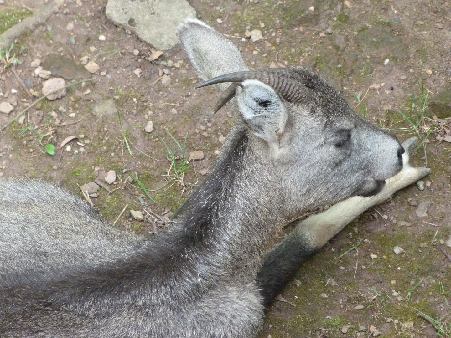 Central Chinese goral -Zoo Plzeň (2025)