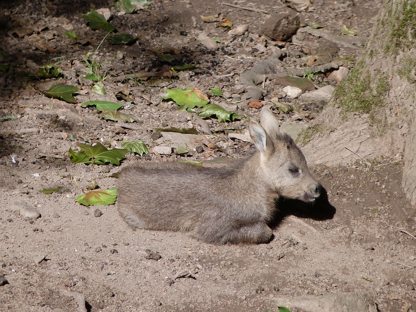 Central Chinese goral -Zoo Plzeň (2025)