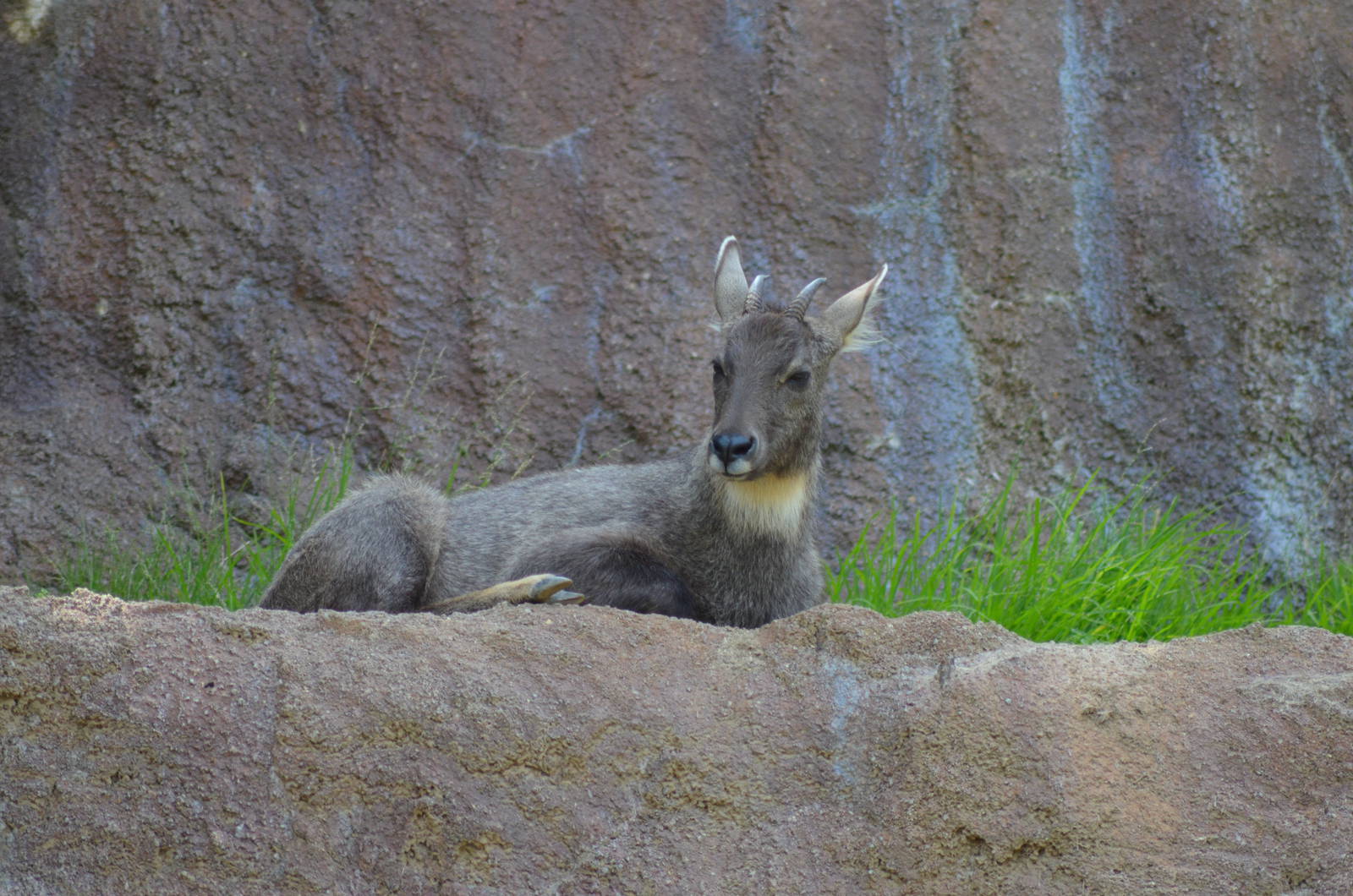 Central Chinese Goral
