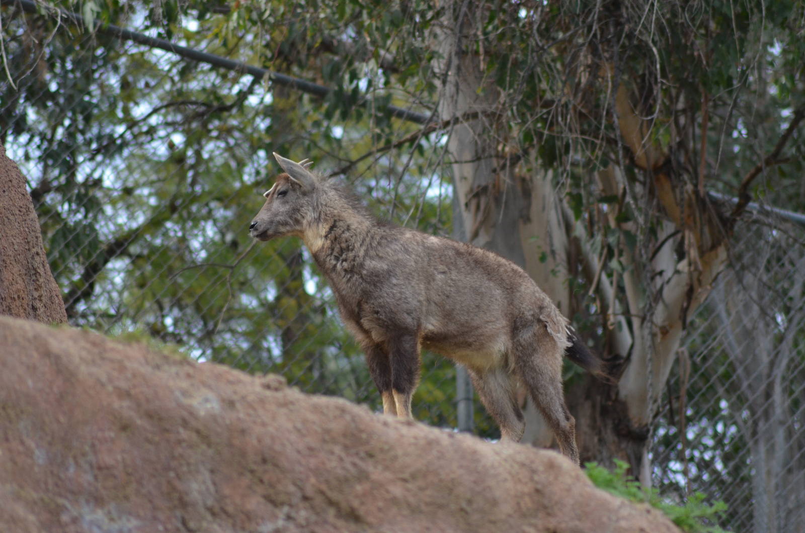 Central Chinese Goral