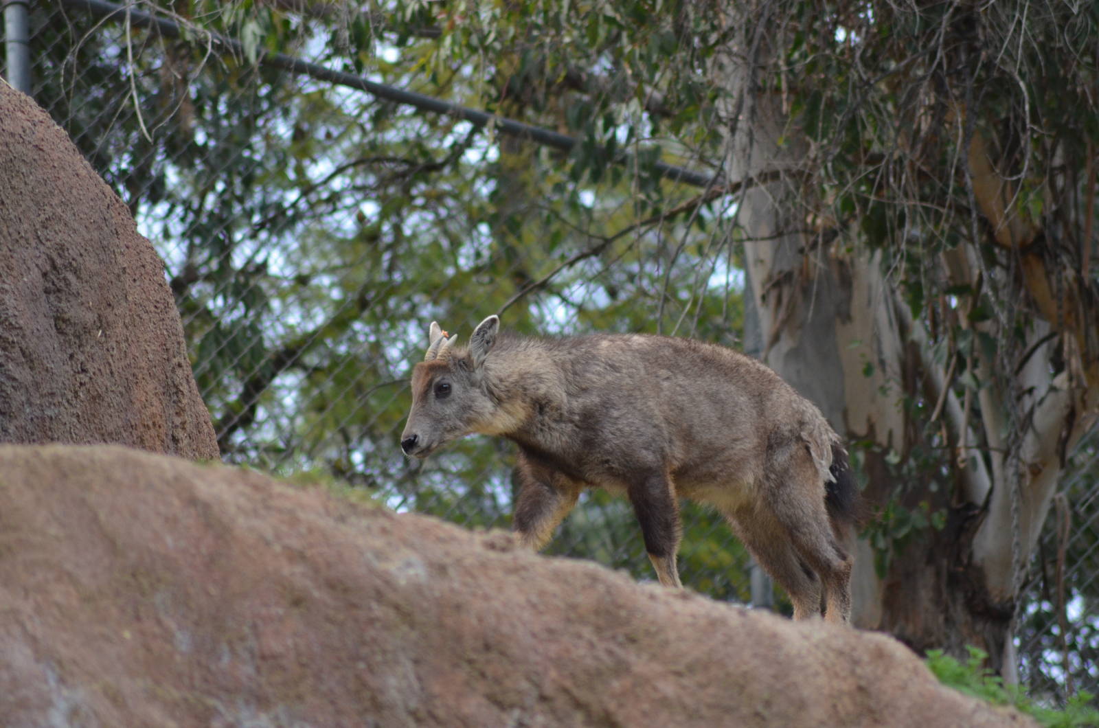 Central Chinese Goral