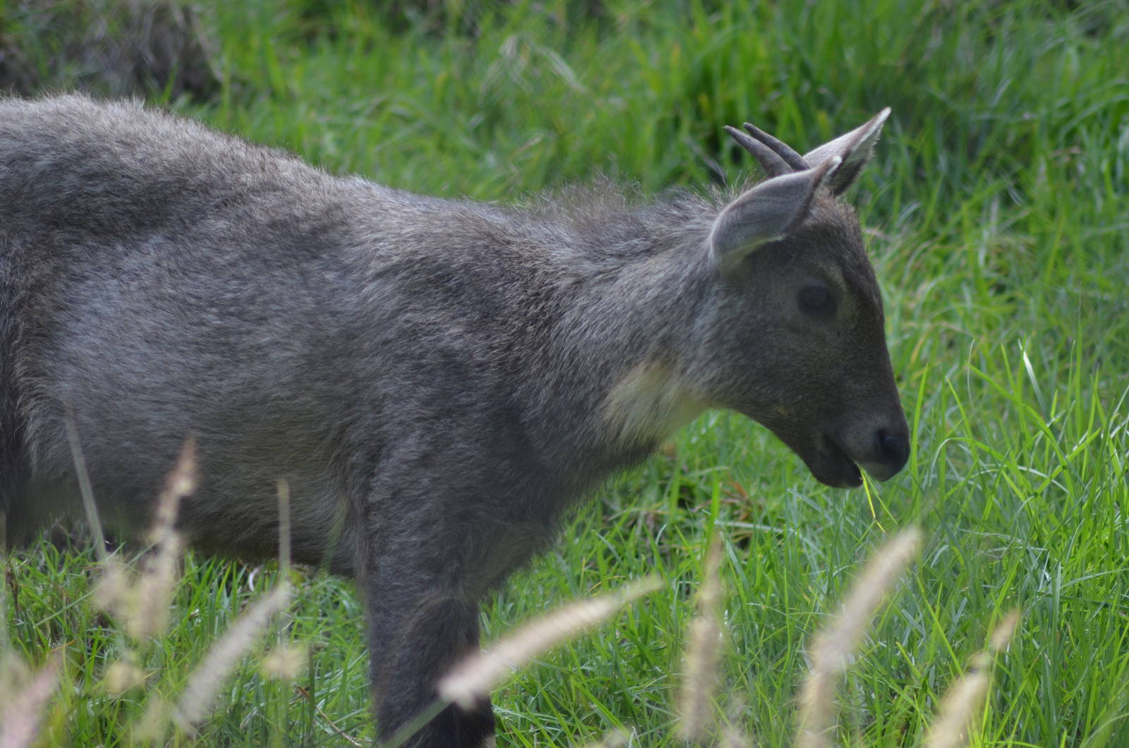 Central Chinese Goral