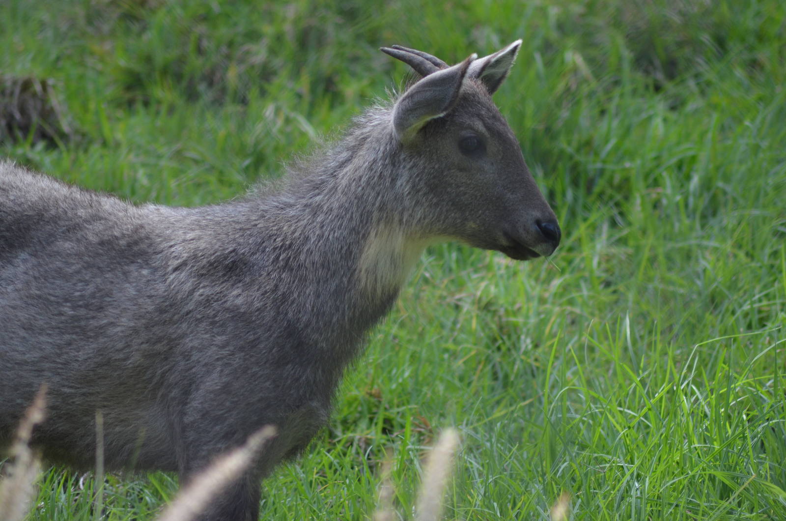 Central Chinese Goral