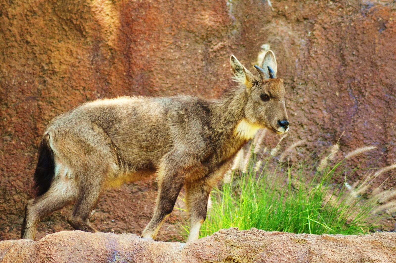 Central Chinese Goral