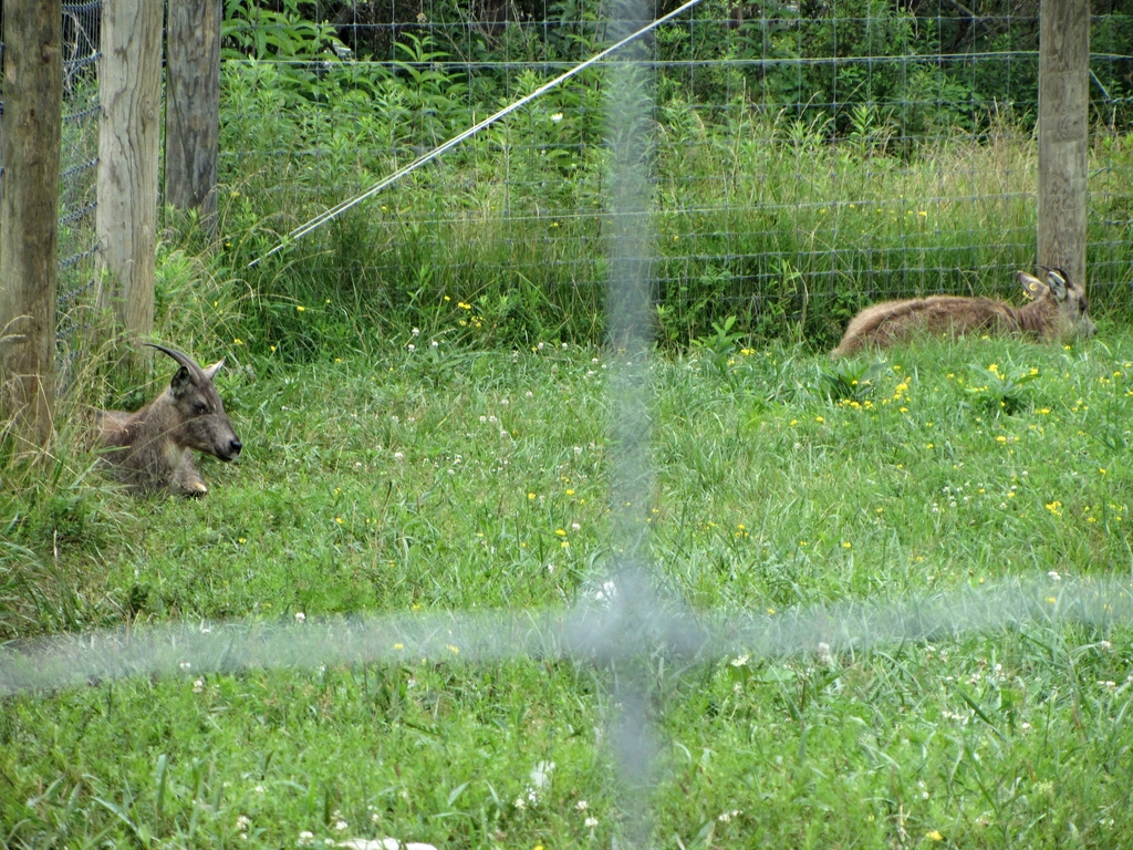 Central Chinese Goral