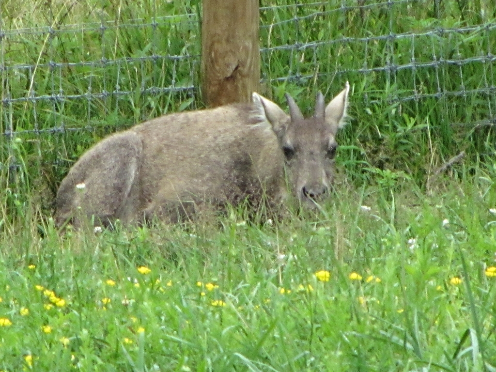 Central Chinese Goral