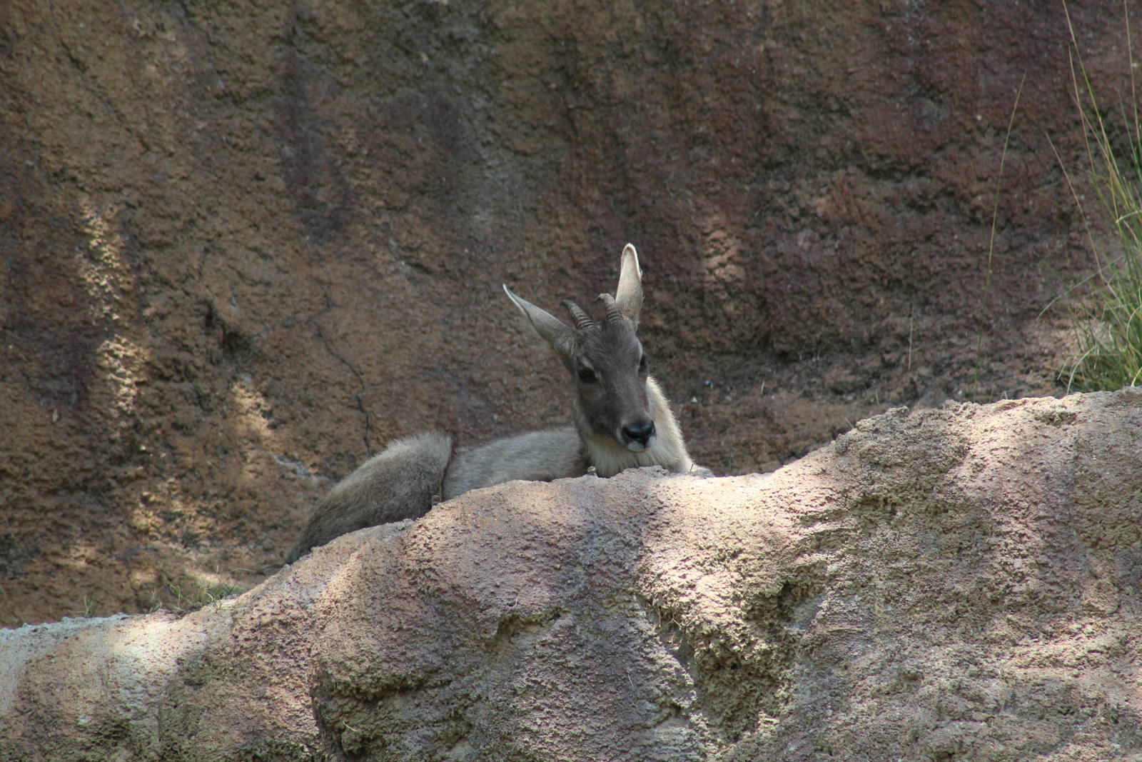 Central Chinese Goral