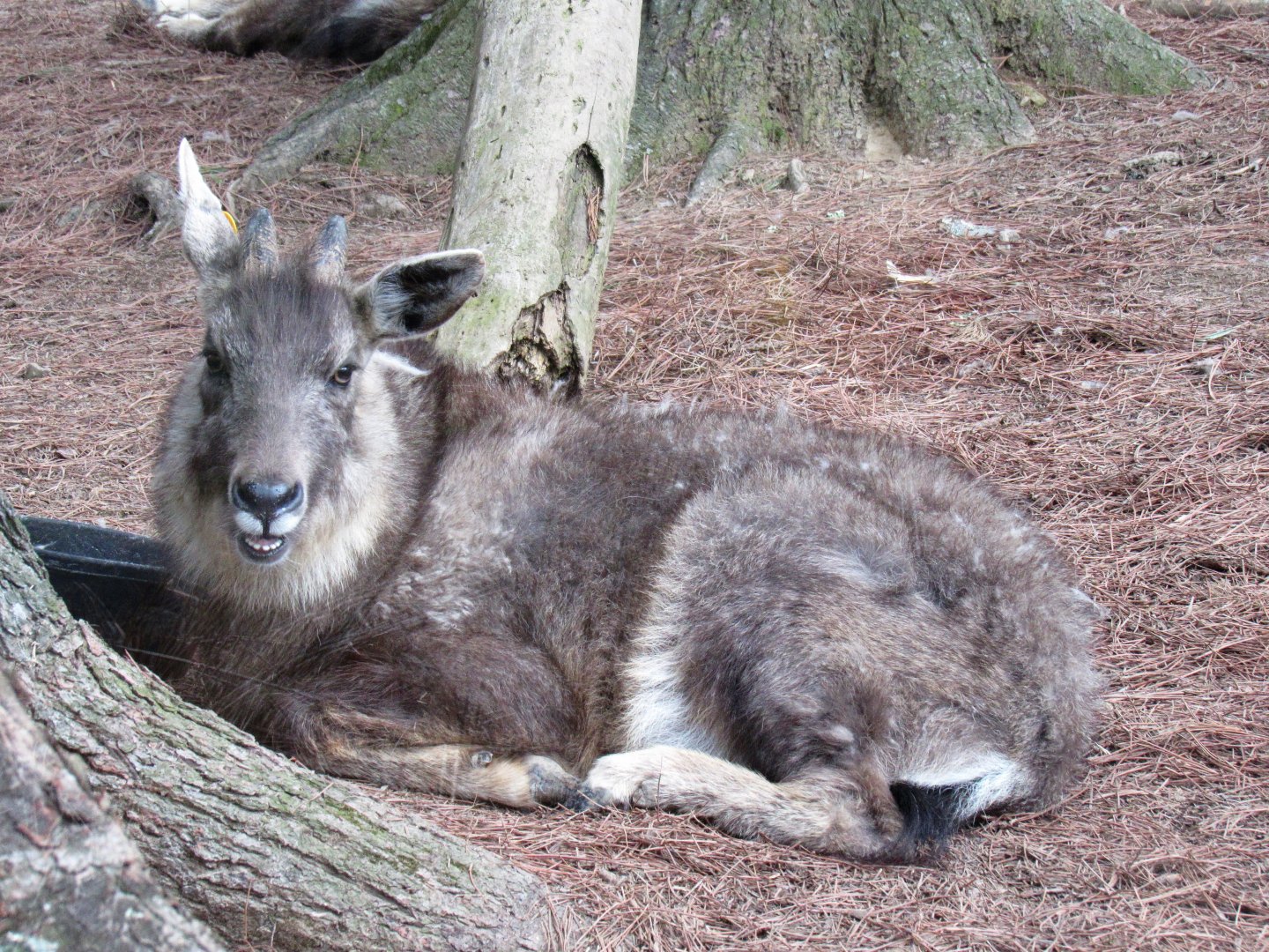 Central Chinese goral