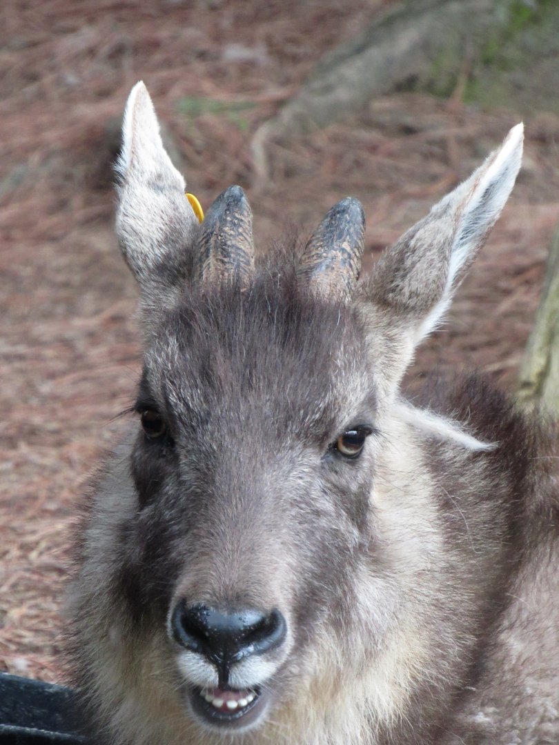 Central Chinese goral