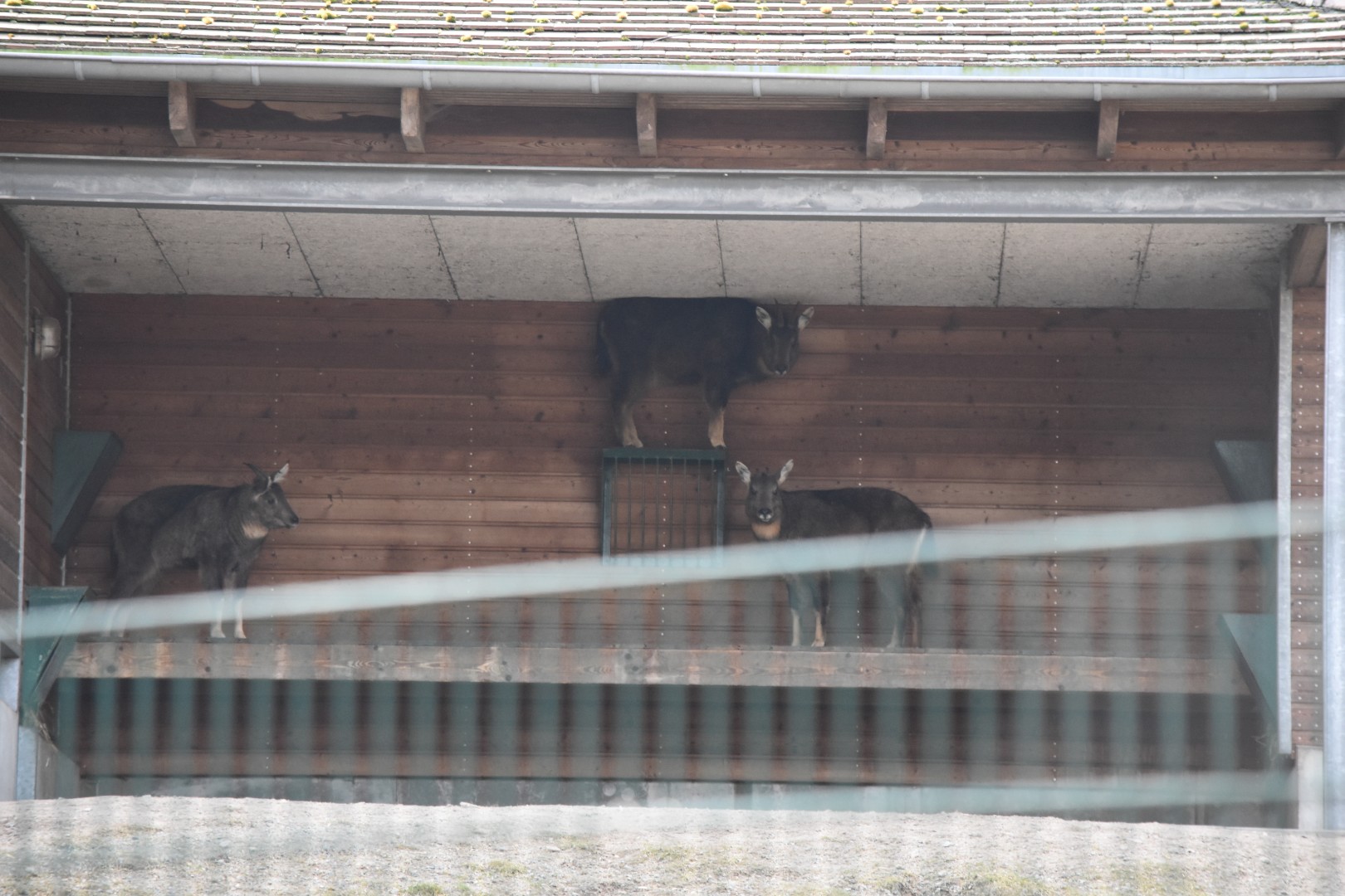 Central Chinese goral