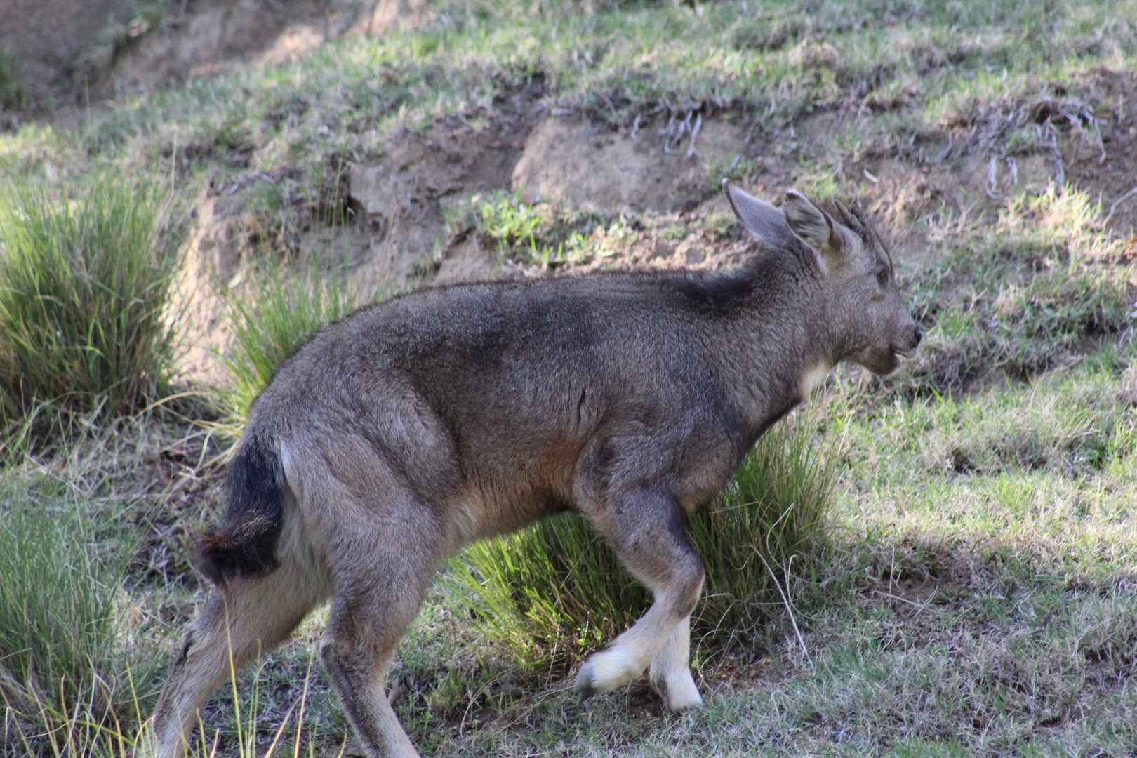 Central Chinese Goral