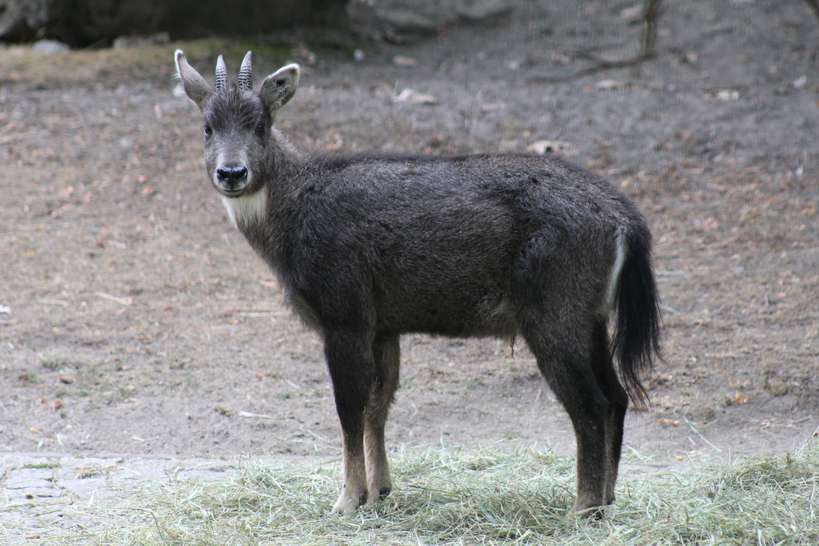 Central Chinese Goral