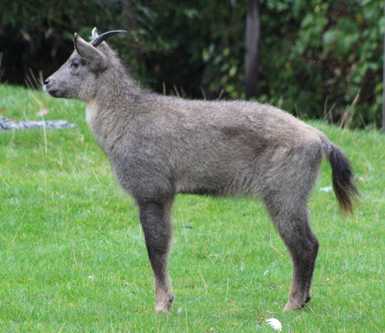 Central Chinese goral