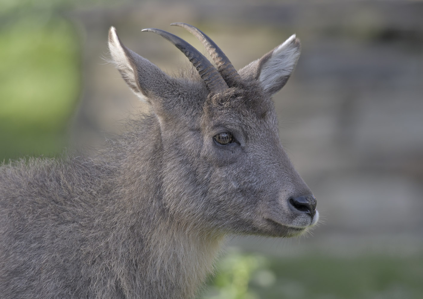 Central Chinese goral