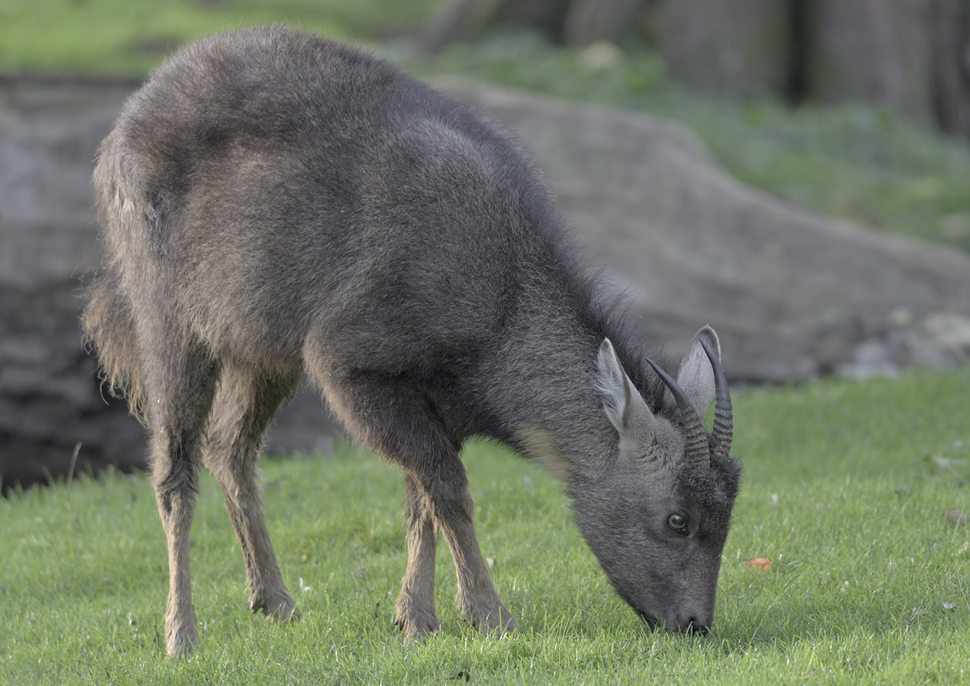 Central Chinese goral