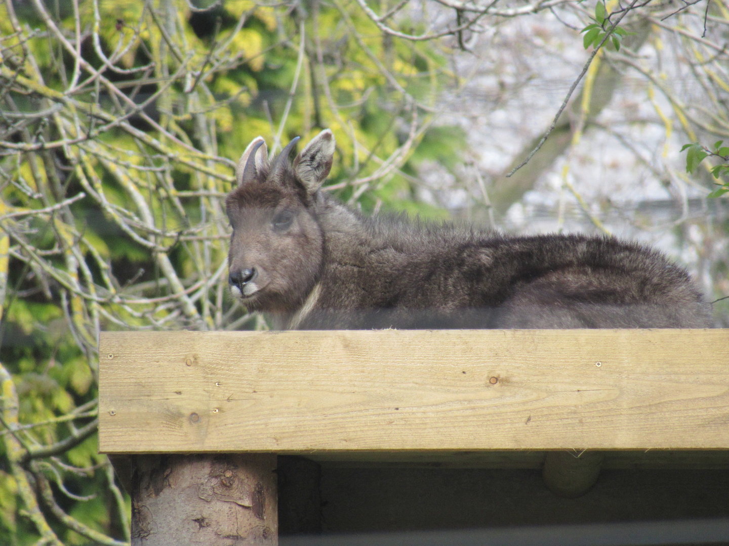 Central Chinese Goral