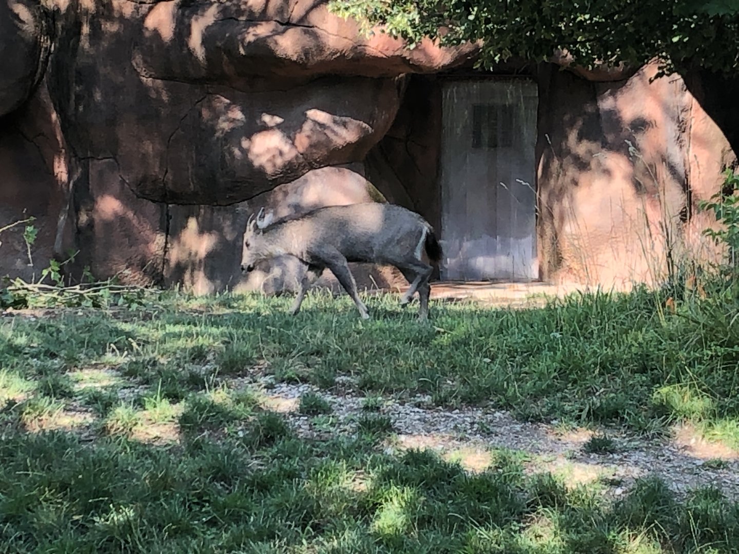 Central Chinese Goral