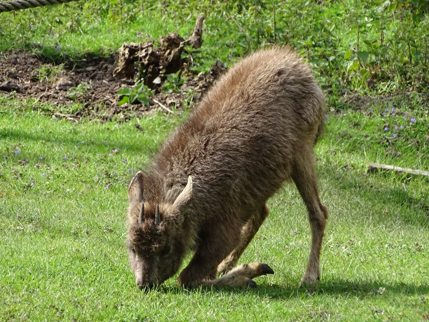 Central Chinese goral