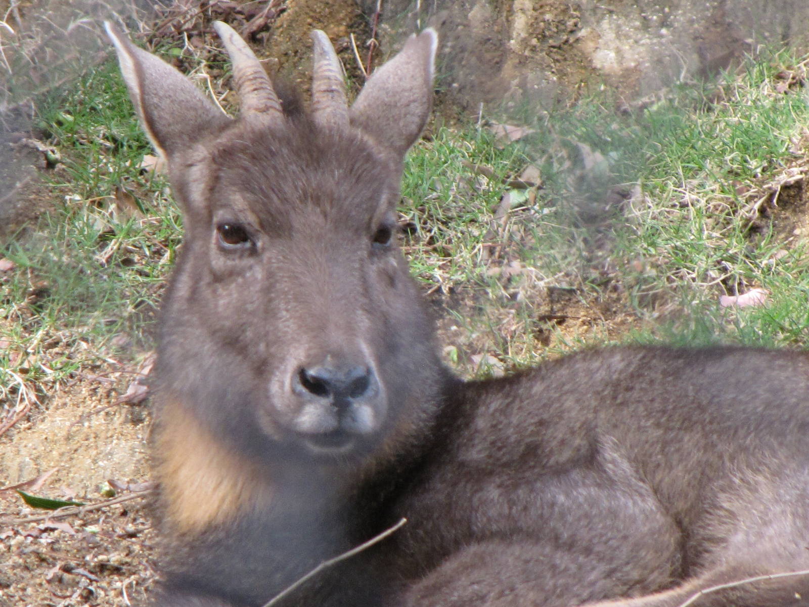 Central Chinese Goral