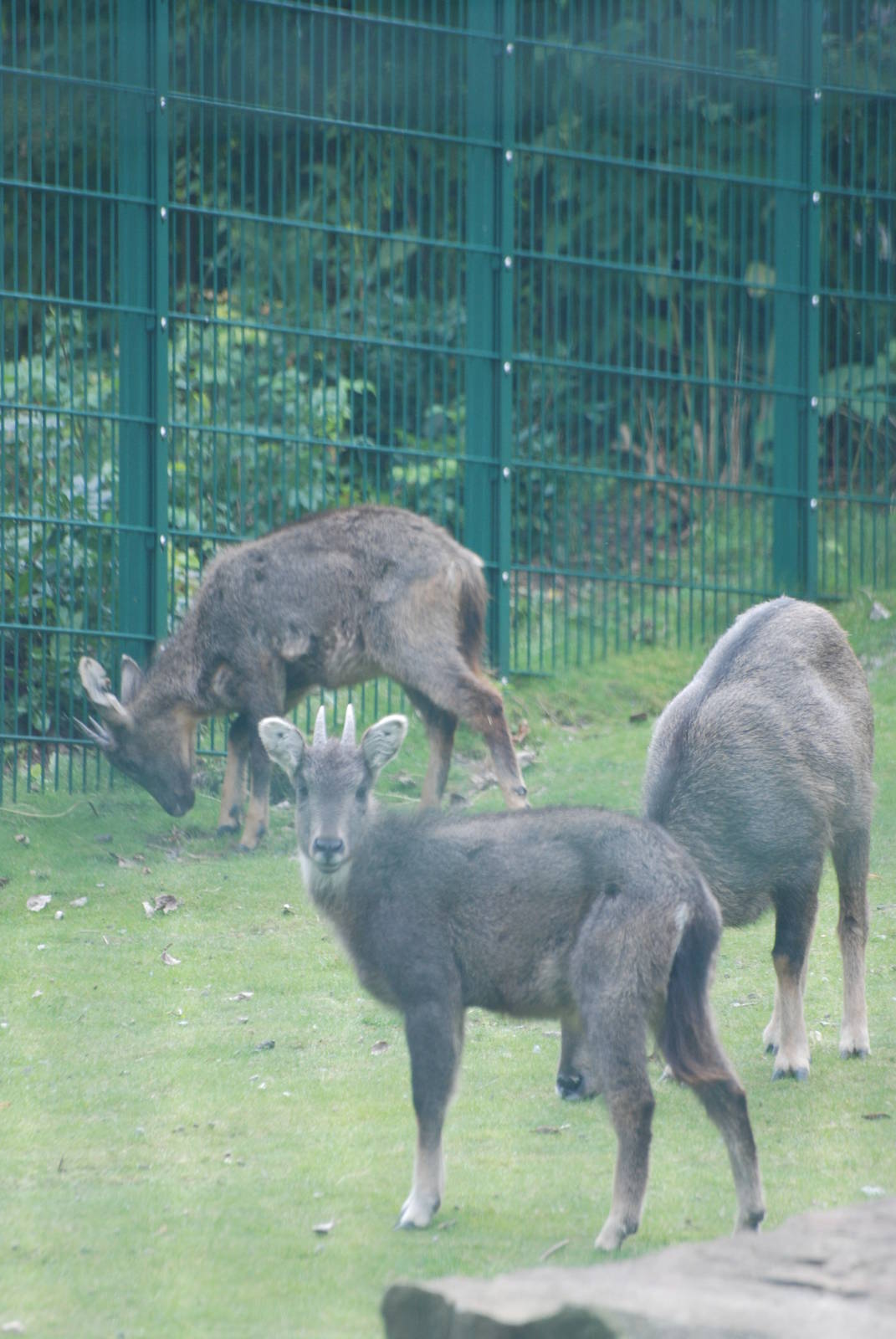 Central Chinese Gorals at Tierpark Berlin, 30/08/11