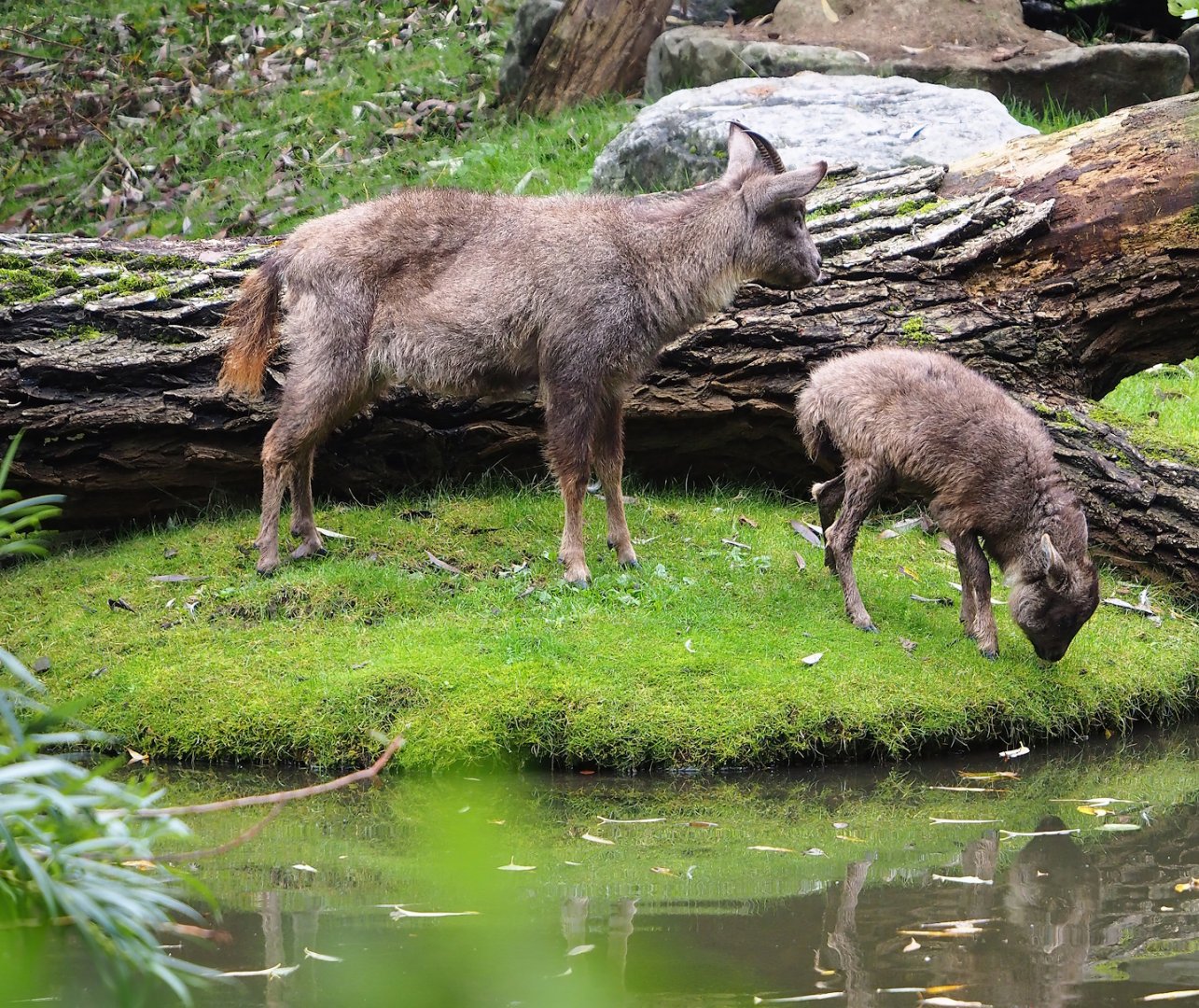 Central Chinese gorals (Naemorhedus griseus arnouxianus), 2023-10-13