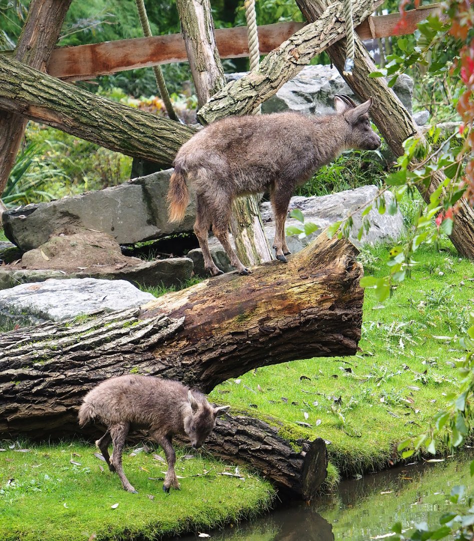 Central Chinese gorals (Naemorhedus griseus arnouxianus), 2023-10-13
