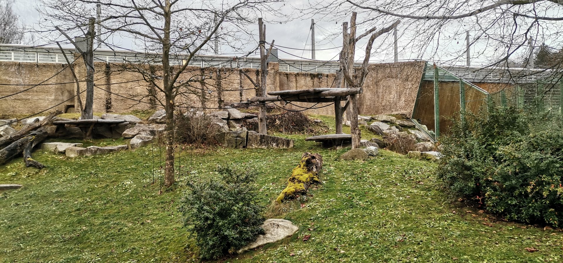 Central Common Chimpanzee outdoor